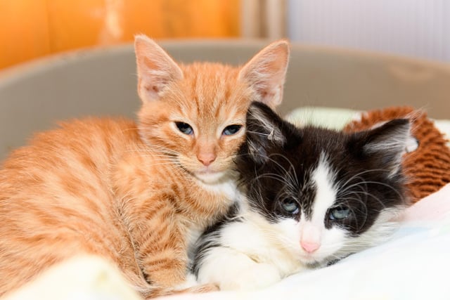 Unnamed, and Pumpkin, standard short hair at PAWS animal rescue in Todmorden. Photo: Kelvin Stuttard