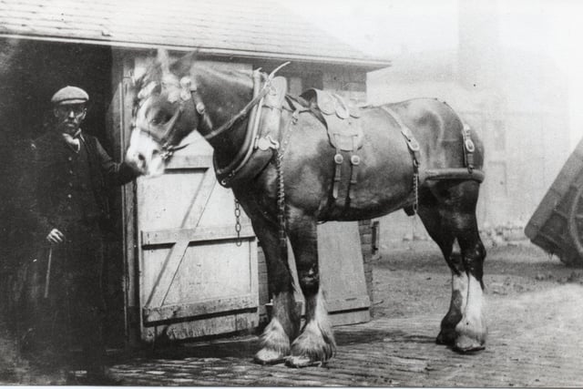 Horses, like this splendid animal, not only hauled loads along our roads, they did the same for barges on the canal, sometimes dealing with loads of up to 45 tons. This horse was apparently stabled in the Weavers’ Triangle.