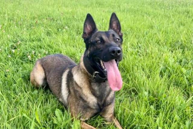 Police dog Viper helped to catch three suspects who fled from a stolen car after a dramatic police chase in Burnley on Saturday evening