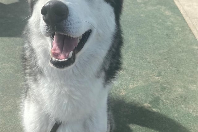 Breed: Siberian Husky
Sex: Male
Age: 1 year 6 months