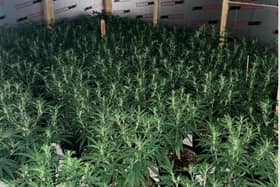 The cannabis plants seized from Nelson
