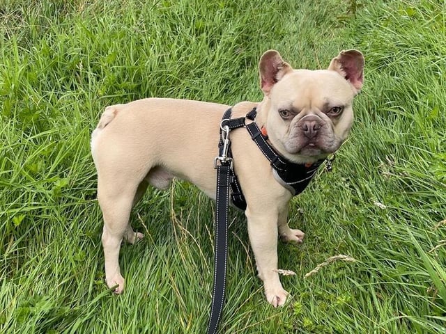 Breed: Bulldog (French) Sex: Male Age: 3 years 10 months