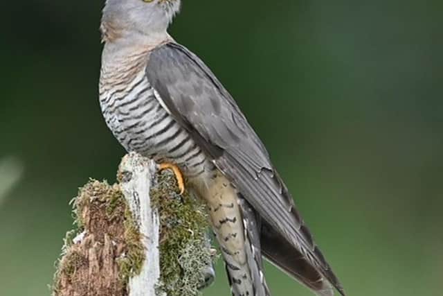 Burnley photographer Keith Bannister's prize-winning shot of a cuckoo near Leeds