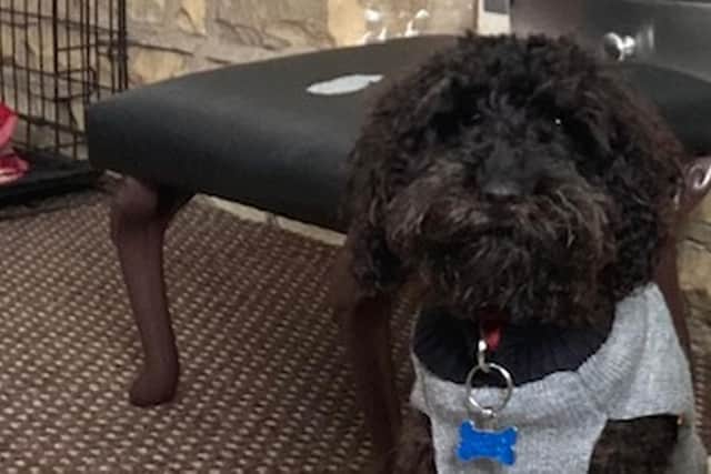 Five-month-old Cavapoo, Dylan, has had surgery for a congenital heart condition.