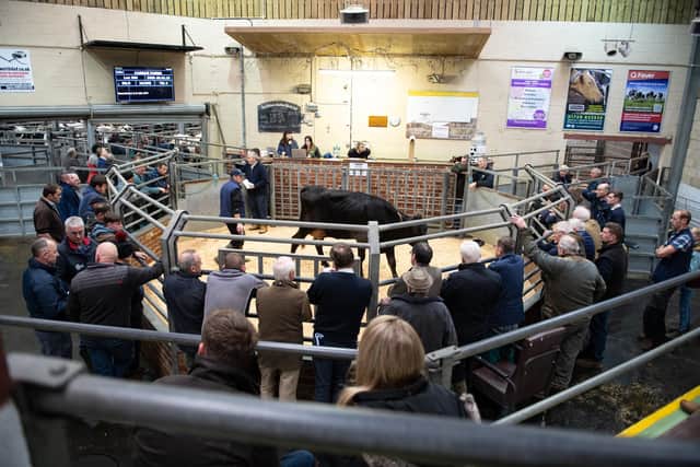 Inside the auction room at Gisburn Auction Mart where the Field Nurse Trust is available every Tuesday