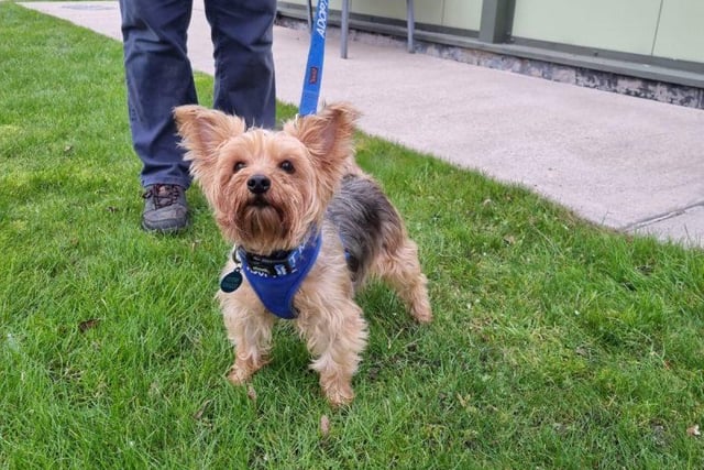 Meet Ruby, a 10-year-old Yorkshire Terrier. This very sweet-natured girl is looking for somebody who is home most of the time as this is what she’s used to. Her previous owner sadly passed away meaning Ruby is looking for somewhere new to call home. Ruby could be re-homed with a calm natured dog, however she wouldn’t appreciate anything too boisterous. She walks well on the lead and could offer somebody lots of love and companionship. She may be able to live with calm dogs. She has no history of living with cats, but may be able to live with secondary school age children. See rspca-radcliffe.org.uk/animal/ruby