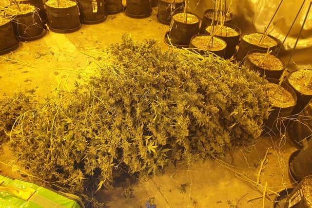 Police have found a cannabis farm at the old Goodnight Club in Stanley Street in Nelson.