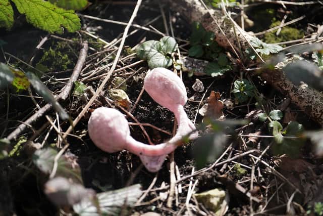 A pair of pink child's earmuffs are found in Roedale Valley Allotments, Brighton, where an urgent search operation is underway (Credit: Jordan Pettitt/ PA)