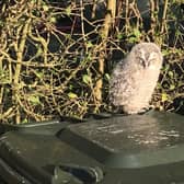 Animal rescue officer Helen Chapman was called out to two owlets who’d been spotted in Rochdale, Lancashire, just minutes apart. 
An experienced RSPCA rescuer could hear mum in a tree calling for them nearby so she kept them warm and safe in a cardboard box before placing them at the base of their tree where they managed to climb back up to their mum.
Healthy owlets have fluffy brown feathers and pink eyelids. They go through a ‘branching’ phase where they leave their best but can’t fly. Adults use calls to locate them and feed them on the ground.
Owlets can climb vertically back up trees into their nests so you should leave them where they are unless they’re in immediate danger, in which case please call the RSPCA for further advice.