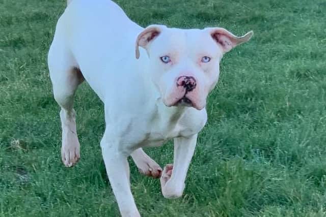 Ghost, an American XL Bully who was rescued by charity, Pendle Dogs. The animal sanctuary says Ghost was dumped in some Burnley allotments, passed from home to home and thrown in a canal by previous owners.