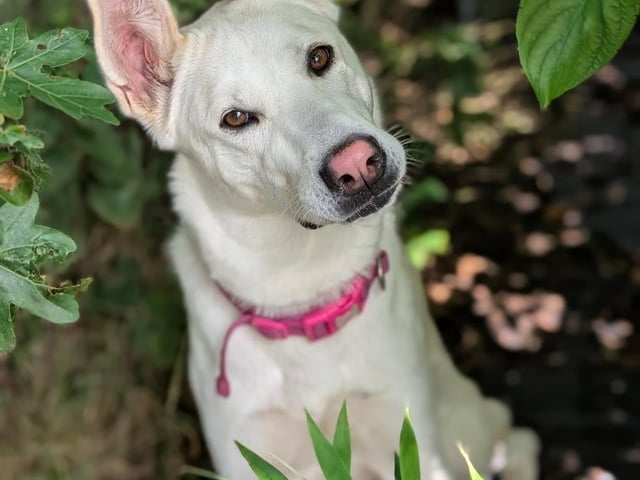 Breed: Husky Cross Crossbreed Sex: Female Age: 2 years 4 months