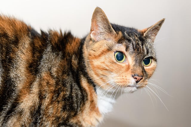 Willow, Bengal Cross at PAWS animal rescue in Todmorden. Photo: Kelvin Stuttard