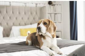 A competition launched by dog friendly The Lawrence Hotel in Padiham received a staggering 40k entries in eight days.
