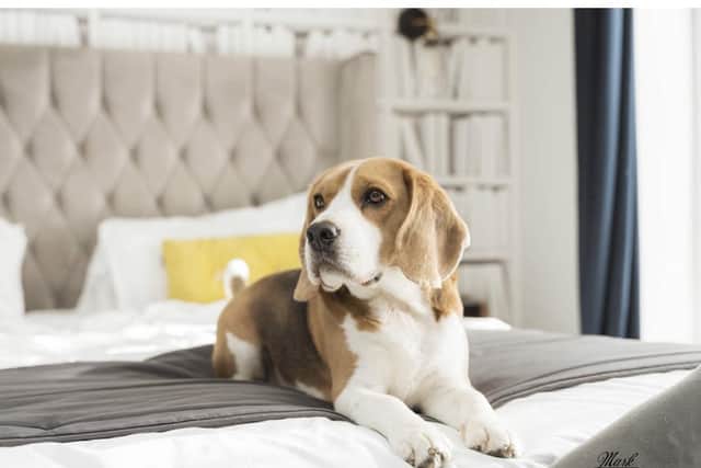A competition launched by dog friendly The Lawrence Hotel in Padiham received a staggering 40k entries in eight days.