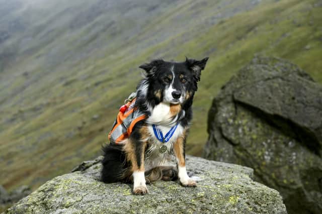 Mountain Rescue Search dog Skye