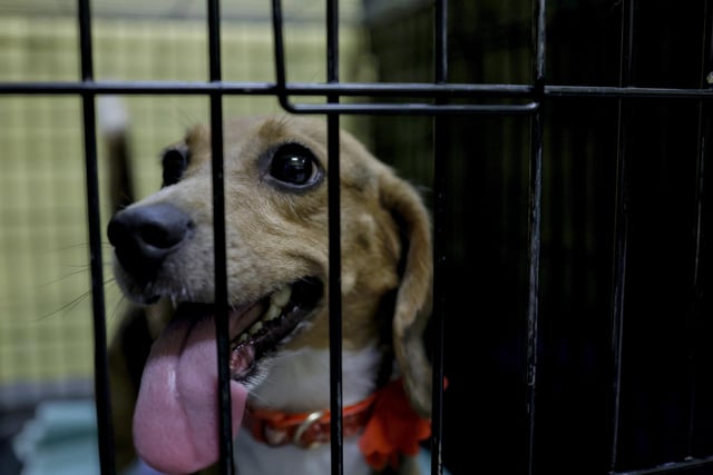 Four Beagles were stolen in Pendle.
(Photo by Anna Moneymaker/Getty Images)