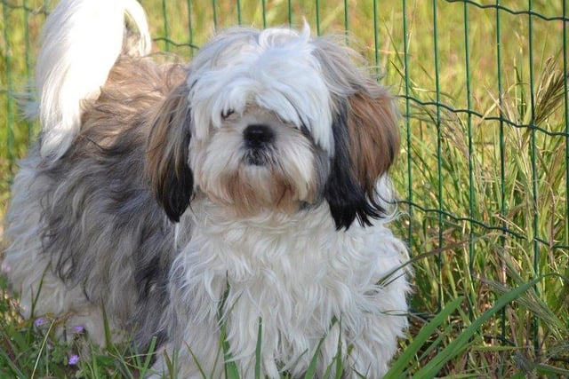 A Shih Tzu has been known to have a price tag of around £1,000.