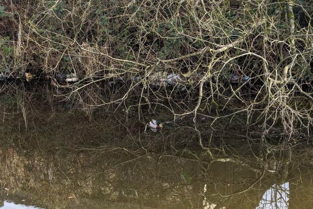 Watch the moment RSPCA releases duck trapped in canal fishing litter back  into the wild