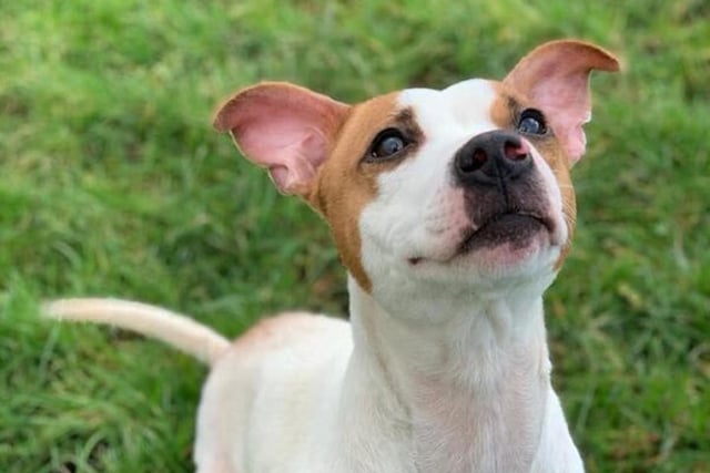 Dolly is now looking for her forever home.
Please fully read before applying.
Dolly is a two-year-old female staff X Jack Russel who came in after finding herself at risk due to marking a child’s face.
She is typical of a lot of dogs in rescue at the moment and has obviously not seen or done very much. Dolly is a sweet-natured girl who has shown no sign of aggression to anyone whilst in our care, she’s been chipped, vaccinated and bathed and was fine throughout. But for obviously reasons she can’t be placed in a home with children under 10.
Dolly has shown us she has prey drive and actively looks for cats on her walks. At the moment we are looking for a totally pet free home. Dolly will needs lots of 1-2-1 attention, she’s not had any sensible input in her short life but she loves treats and aims to please.
A beautiful young girl looking for a loving home to show her the way.