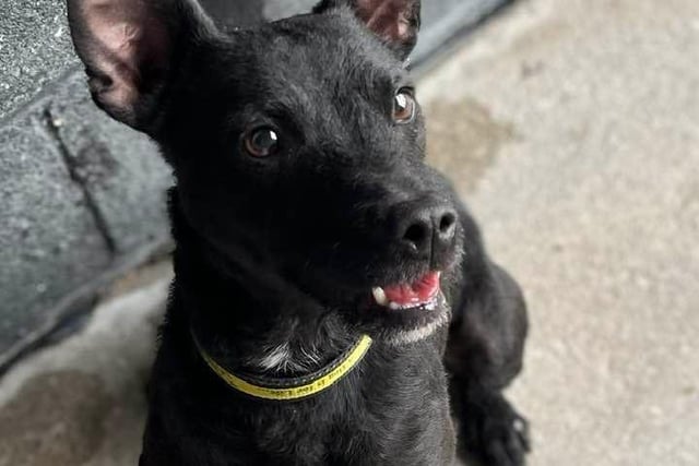 Breed: Terrier (Patterdale)
Sex: Male
Age: 4 years 0 month