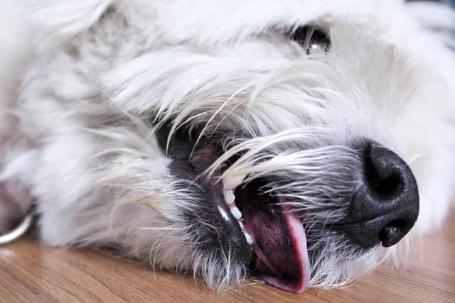 Epilepsy is a common cause of seizures starting in dogs between six months and six years old (photo: Adobe)