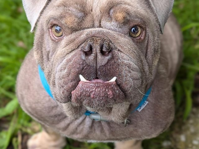 Breed: Bulldog (British) Sex: Male Age: 4 years 0 month