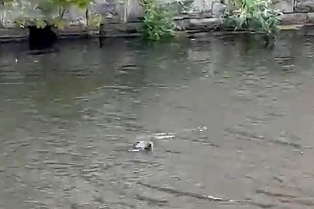 Olivia Foley grabbed her phone to get footage of this otter when she spotted it in Burnley in the Leeds Liverpool Canal