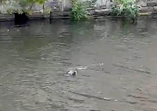 Olivia Foley grabbed her phone to get footage of this otter when she spotted it in Burnley in the Leeds Liverpool Canal