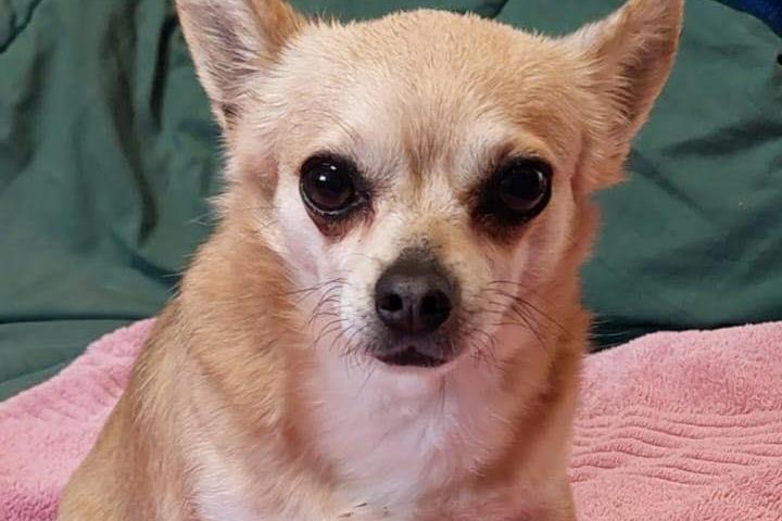 Breed: Chihuahua Crossbreed
Sex: Female
Age: 5 years 4 months