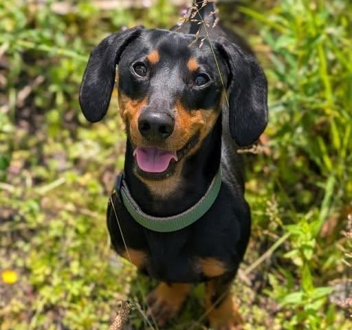 Breed: Dachshund Sex: Male Age: 1 year 11 months