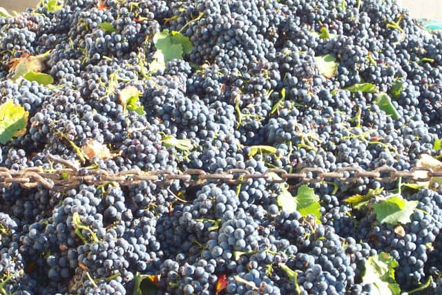 Newly-harvested garnacha grapes in Navarra