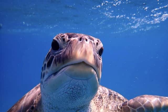 A green turtle - the species is classed as endangered.