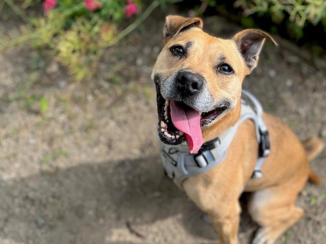 Breed: Terrier (Staffordshire Bull) Sex: Female Age: 8 years 0 month