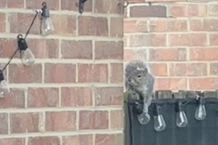 Shocked homeowner catches lightbulb thief squirrel on camera