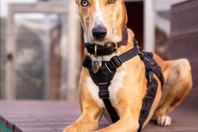 Breed: Lurcher
Sex: Male
Age: 2 years 6 months
