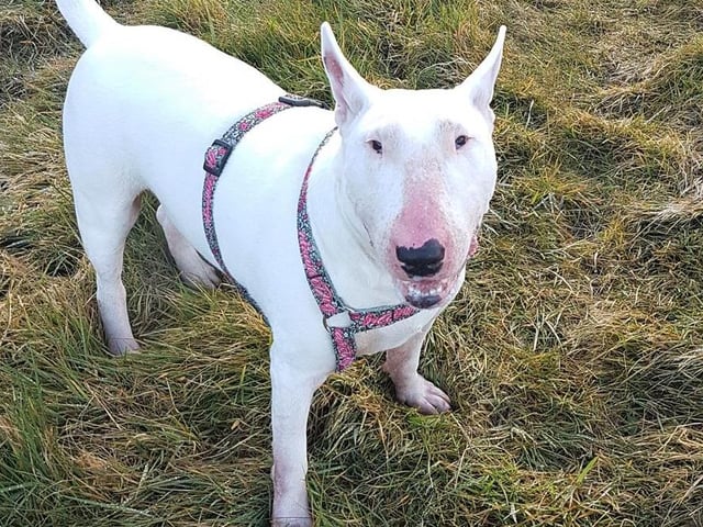 Breed: Terrier (Bull) Sex: Male Age: 9 years 1 month