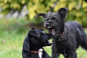 A Bill has been submitted to prosecute dog owners for dog attacks.