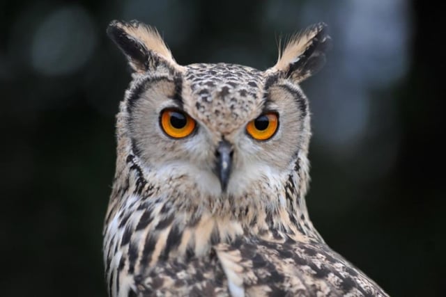 Go and see the owls and birds of prey with flying displays each day