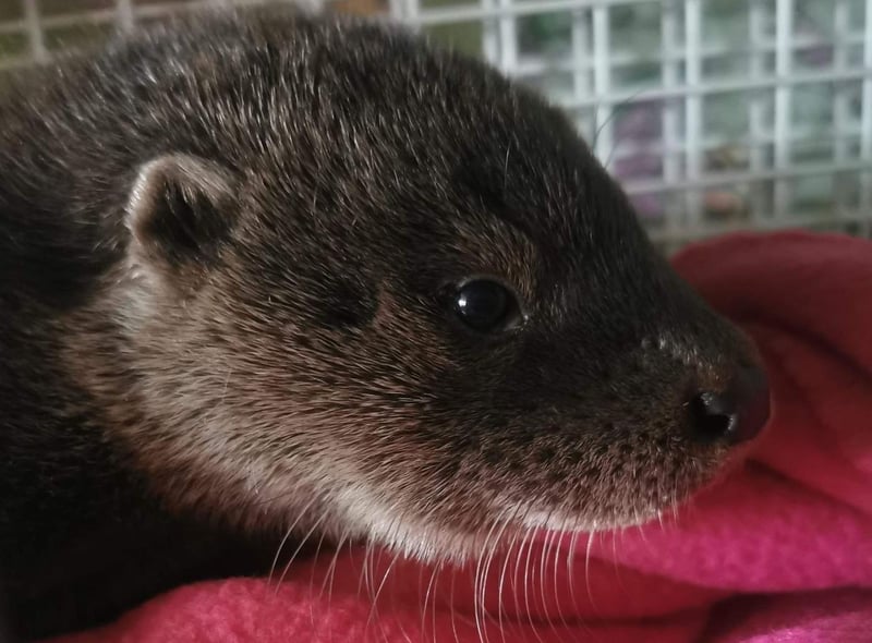 An otter pup was found by a member of the public near a bridge in Boston, Lincolnshire, all alone. They took him to a local vet who called the RSPCA for help. 
An animal rescue officer went to collect the little baby and he was taken in by East Winch Wildlife Centre, in Norfolk, before being moved to the specialist team at Stapeley Grange Wildlife Centre, in Shropshire, where he’ll be cared for until he’s big enough to be released.
If you come across a baby otter please watch from a distance ideally for 24 hours or at least overnight to see if the parents return. If they don’t, please call the RSPCA’s emergency line on 0300 1234 999.