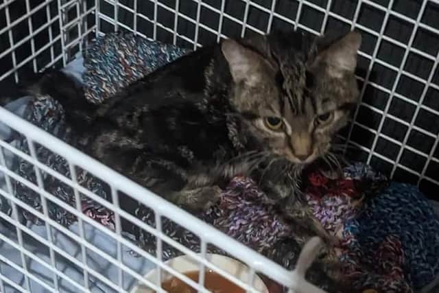 Xappa requires treatment costing more than £2,000 to give him a chance of survival after developing complications to a type of feline coronavirus.