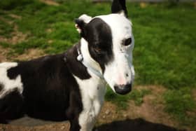 Greyhound Eric has been rescued by Pendle Dogs and is waiting to be adopted.