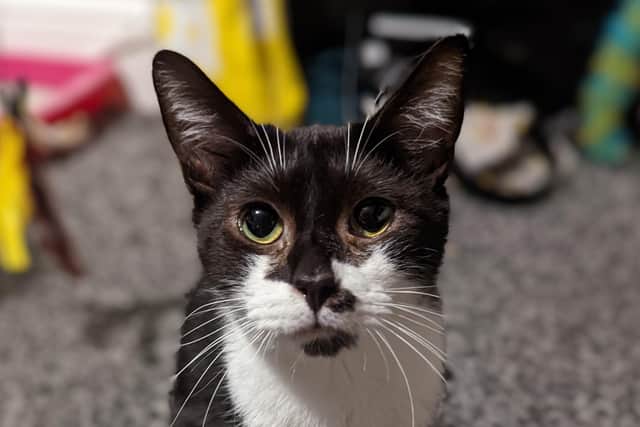 Zinnia, who was born into Feline Tails, needs a foster or forever home with his sister Cosmos as he is nervous as an only cat.