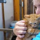 PAWS volunteer  Erin Mcilhatton with one of the kittens being cared for at the animal rescue.