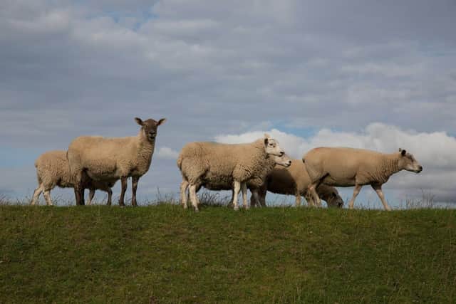 Police have appealed for dog owners to keep their pets on leads and away from sheep during lambing season