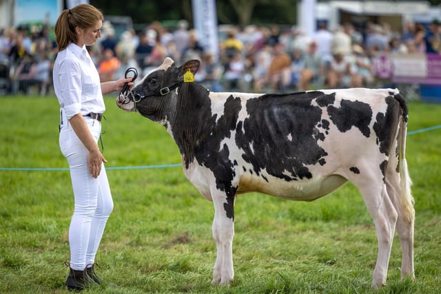 A cow on display at Chipping Agricultural And Horticultural Show