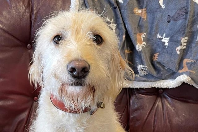 Breed: Terrier (Bedlington)CrossbreedSex: FemaleAge: 2 years 0 month