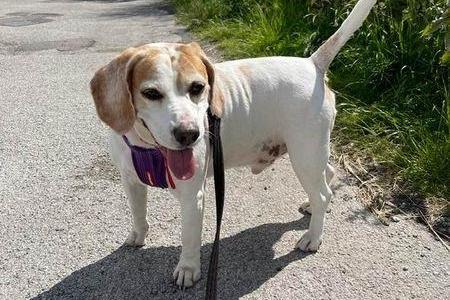 Breed: Beagle
Sex: Male
Age: 6 years 0 month