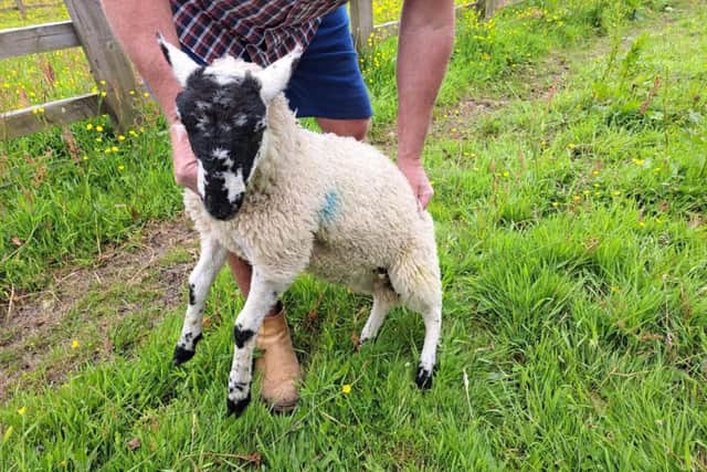 Lancashire Police are looking for the owners of this sheep, found in an intercepted van.