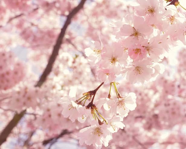 The top UK regions for cherry blossom trees to visit this spring.