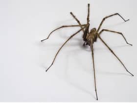 Top tips for keeping spiders out of your home during mating season